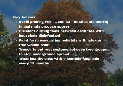 image of red oak during the day with Oak Wilt prevention key actions