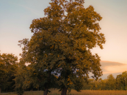 image of large red oak at sunset with What is Oak Wilt 