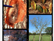 images of ways to detect oak wilt in trees with information about oak wilt