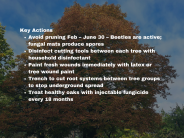 image of large red oak during day with oak wilt prevention key actions