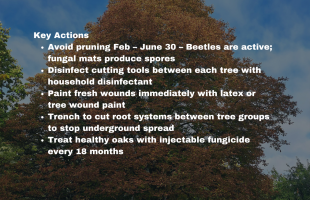 image of red oak during the day with Oak Wilt prevention key actions