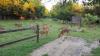 Natural Area trail with deer